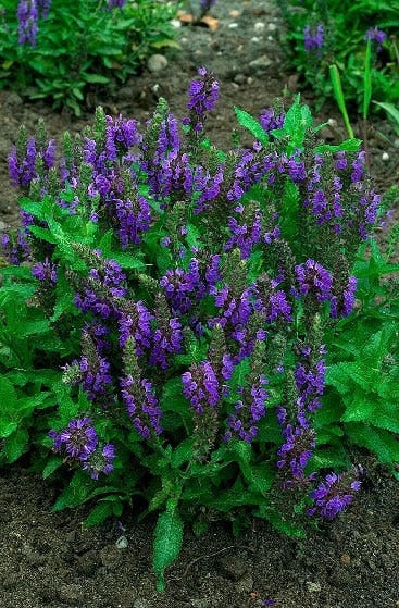  Salie (Salvia Nemorosa 'Heumanarc')