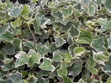  Klimop (Hedera Helix 'Glacier')