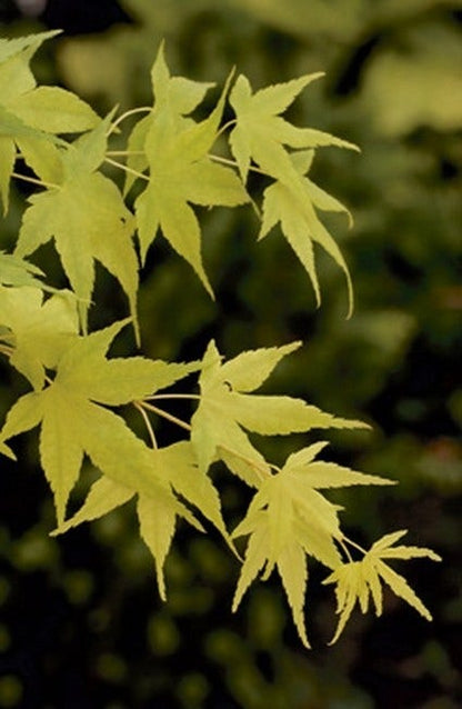  Japanse Esdoorn (Acer Palmatum 'Aoyagi')