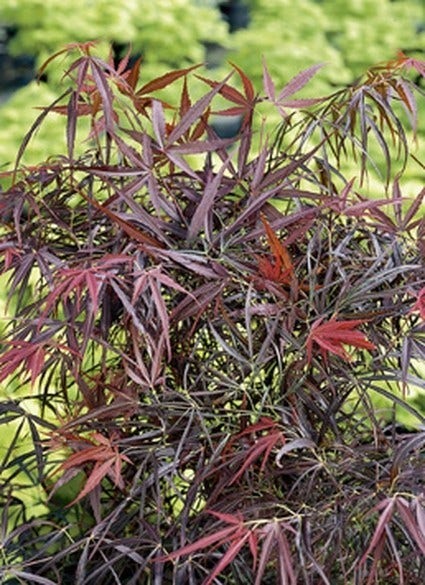  Japanse Esdoorn (Acer Palmatum 'Red Pygmy')