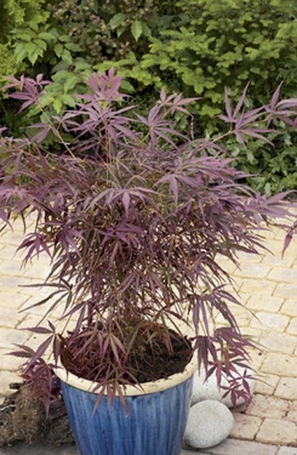  Japanse Esdoorn (Acer Palmatum 'Red Pygmy')