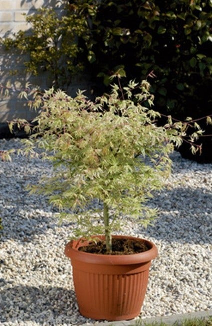  Japanse Esdoorn (Acer Palmatum 'Ukigumo')