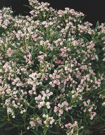  Lavendelheide (Andromeda Polifolia 'Blue Ice')