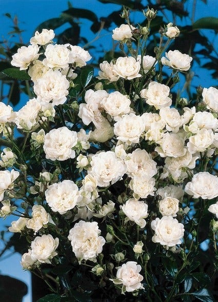  Bodembedekkende Roos (Rosa 'Crystal Fairy')