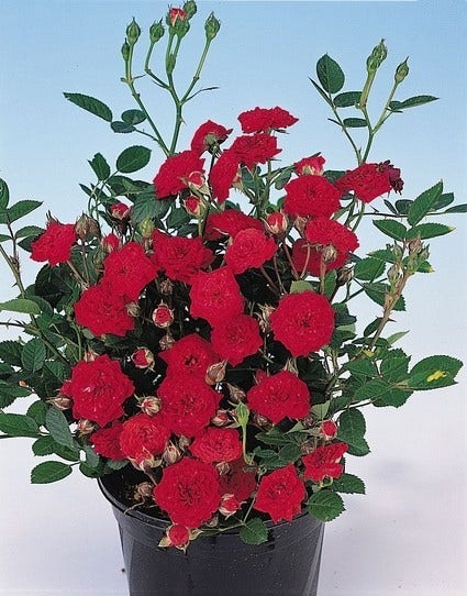  Bodembedekkende Roos (Rosa 'Fairy Queen')