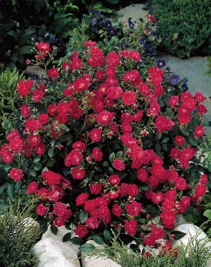  Bodembedekkende Roos (Rosa 'Lovely Fairy')