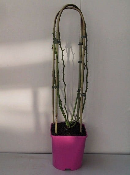  Miniklimroos (Rosa 'Perennial Blush')