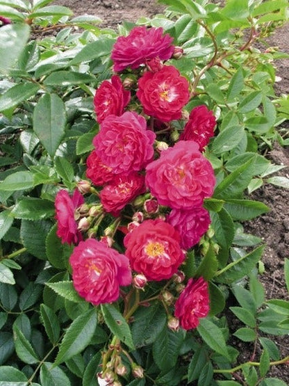  Miniklimroos (Rosa 'Perennial Blue')