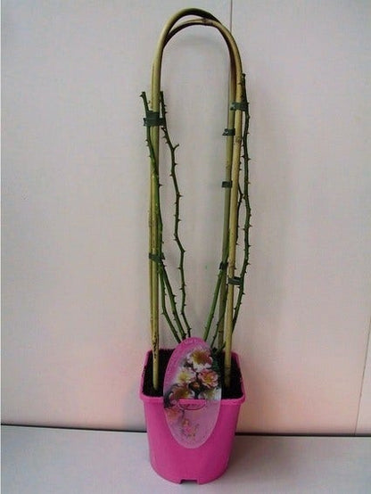  Miniklimroos (Rosa 'Rambling Rosie')