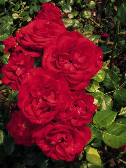  Klimroos (Rosa 'Grand Hotel')