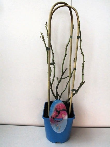  Klimroos (Rosa 'Grand Hotel')
