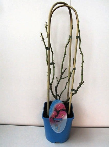  Klimroos (Rosa 'Grand Hotel')
