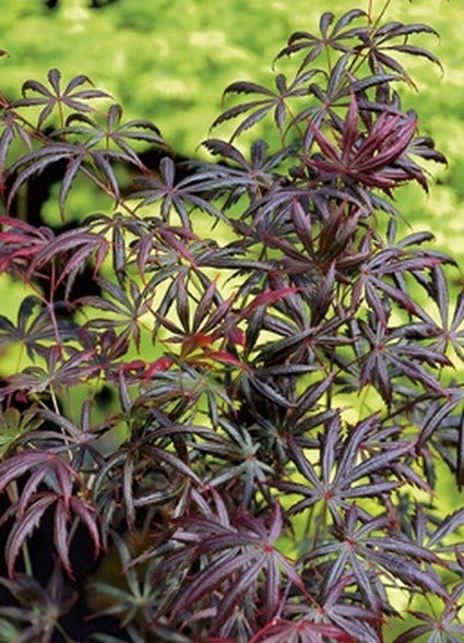  Japanse Esdoorn (Acer Palmatum 'Trompenburg')