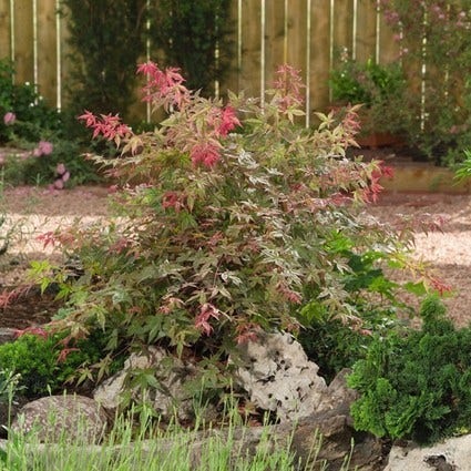  Japanse Esdoorn (Acer Palmatum 'Beni-maiko')