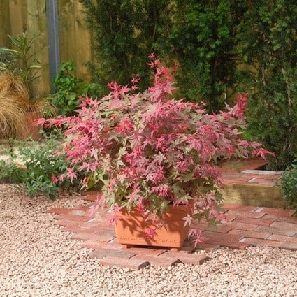  Japanse Esdoorn (Acer Palmatum 'Beni-maiko')
