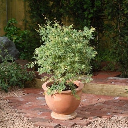  Japanse Esdoorn (Acer Palmatum 'Butterfly')