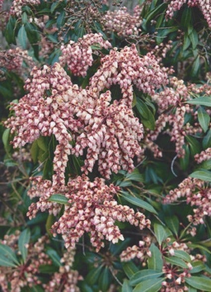  Rotsheide (Pieris Japonica 'Valley Valentine')