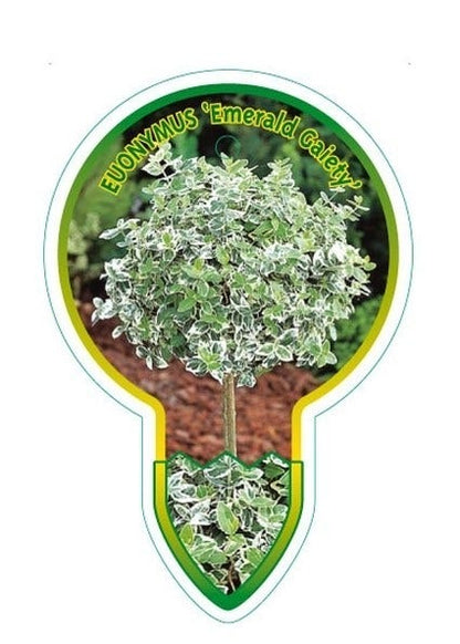  Kardinaalsmuts (Euonymus Fortunei 'Emerald Gaiety')
