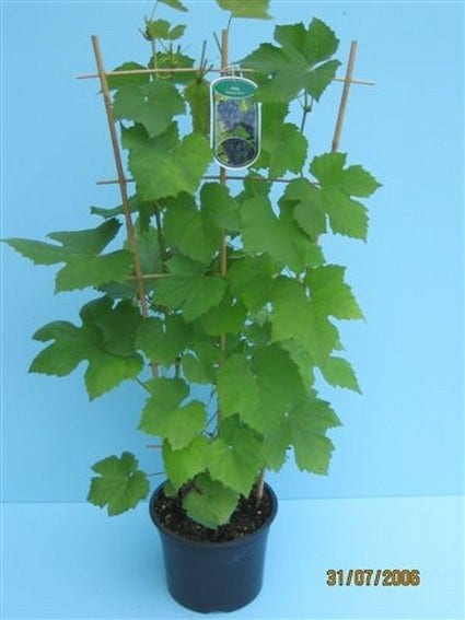  Druif (Vitis 'Boskoop Glory')