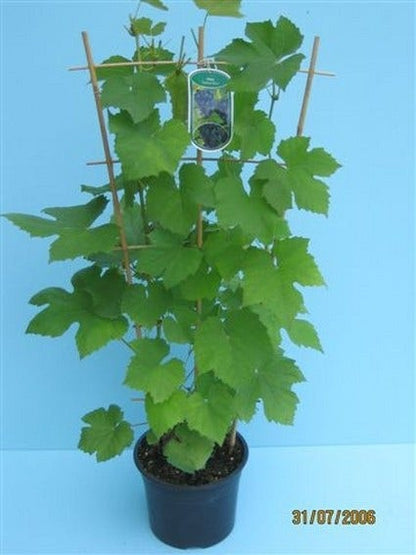  Druif (Vitis 'Boskoop Glory')