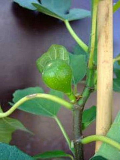  Vijg (Ficus Carica 'Brown Turkey')