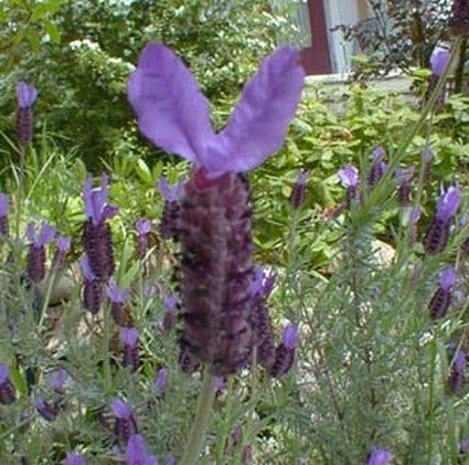  Vlinderlavendel (Lavandula Stoechas Pedunculata)