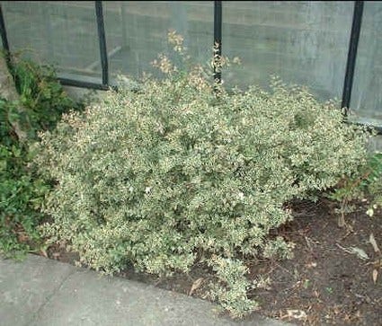  Abelia (Abelia Grandiflora 'Compacta')