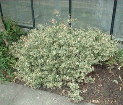  Abelia (Abelia Grandiflora 'Compacta')