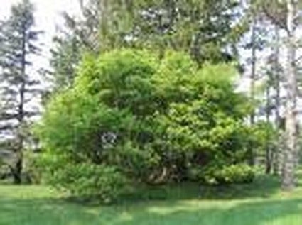  Geveerbladige Esdoorn (Acer Cissifolium)
