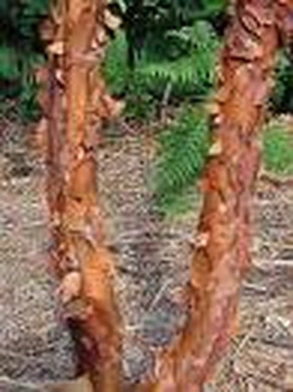  Papieresdoorn (Acer Griseum)