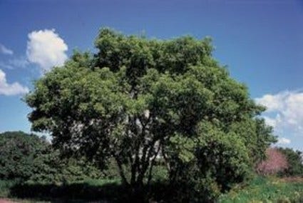  Vederesdoorn Als Boom (Acer Negundo)