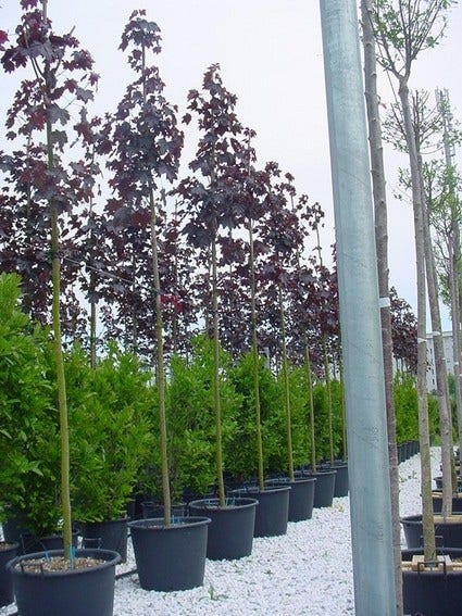  Rode Esdoorn (Acer Platanoides 'Crimson King')