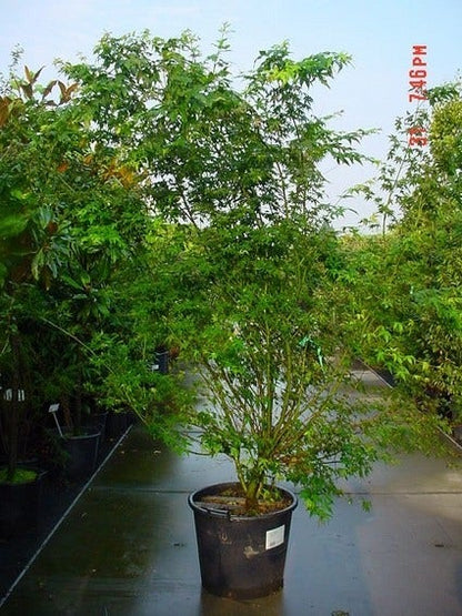  Japanse Esdoorn (Acer Palmatum)