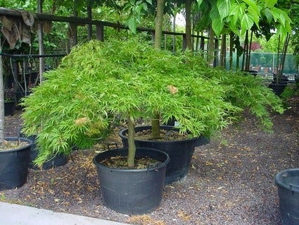 Japanse Esdoorn (Acer Palmatum 'Dissectum')