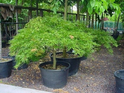  Japanse Esdoorn (Acer Palmatum 'Dissectum')