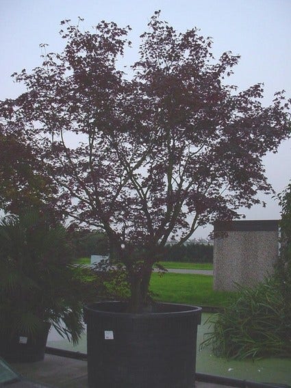  Japanse Esdoorn (Acer Palmatum 'Bloodgood')