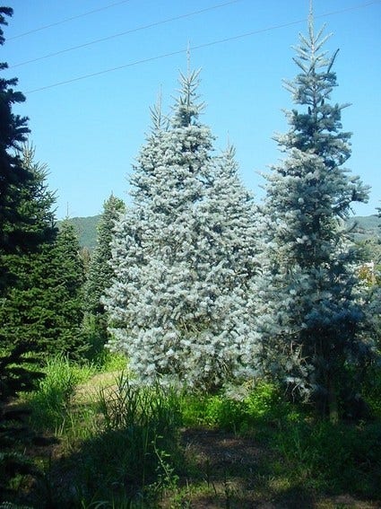 Colorado Zilverspar (Abies Concolor)