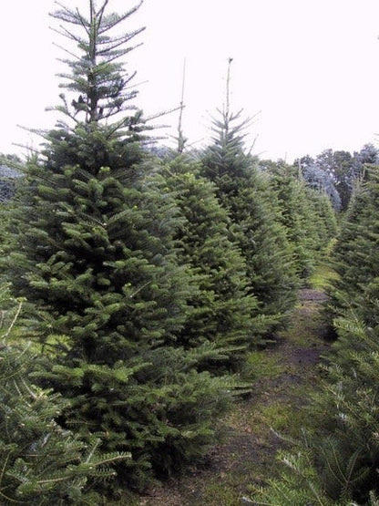  Koreaanse Zilverspar (Abies Koreana)