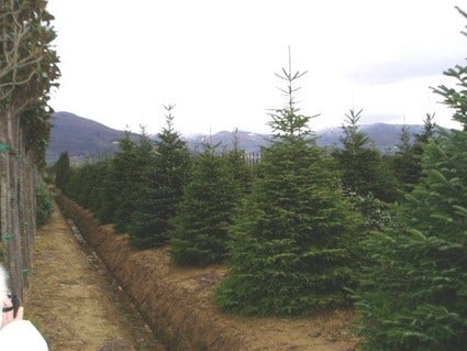  Nordmann-spar (Abies Nordmanniana)
