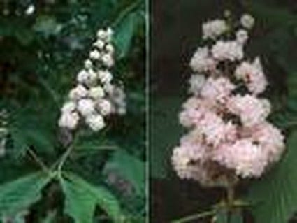  Paardenkastanje (Aesculus Hippocastanum 'Baumannii')