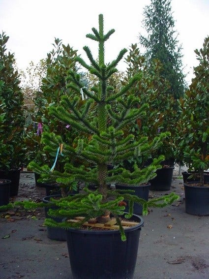  Apeboom (Araucaria Araucana)