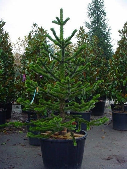  Apeboom (Araucaria Araucana)