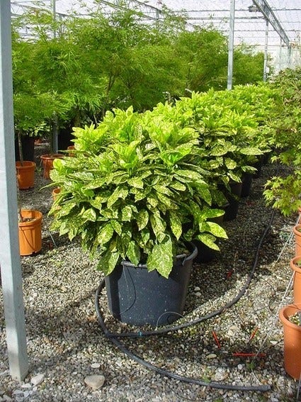  Broodboom (Aucuba Japonica 'Variegata')
