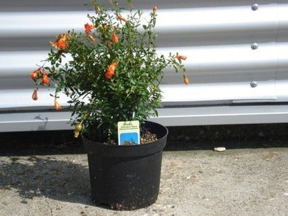  Granaatappel Als Struik (Punica Granatum)