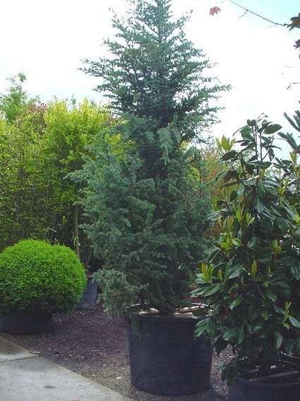  Atlasceder (Cedrus Libani 'Glauca')