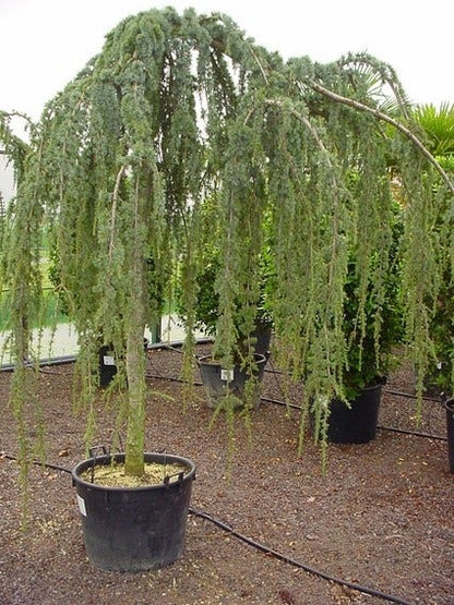  Treurceder Als Boom (Cedrus Libani 'Glauca Pendula')