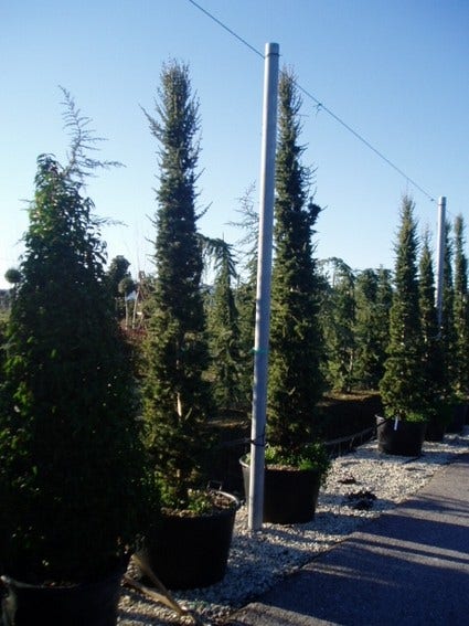  Zuilvormige Ceder (Cedrus Libani 'Fastigiata')