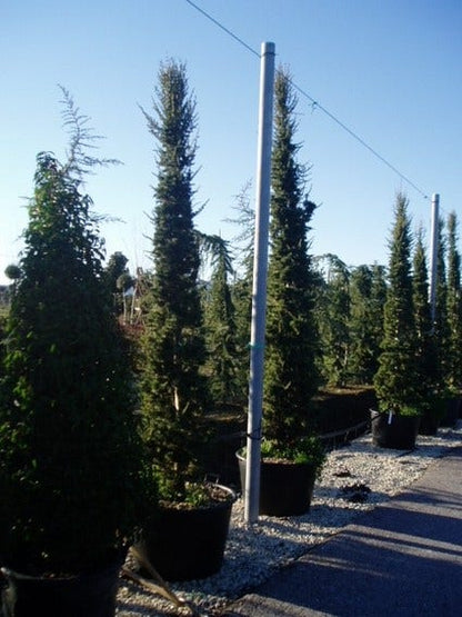  Zuilvormige Ceder (Cedrus Libani 'Fastigiata')