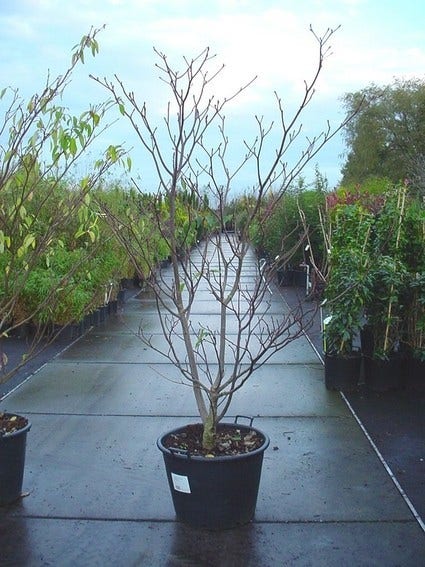  Reuzenkornoelje (Cornus Controversa 'Variegata')