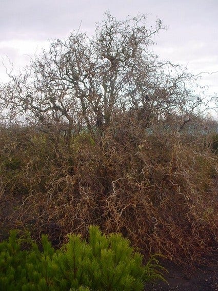  Kronkelhazelaar (Corylus Avellana 'Contorta')